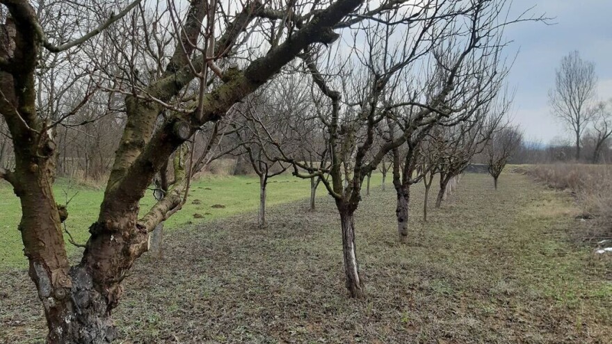 Zima bez padavina ne odgovara voćarstvu