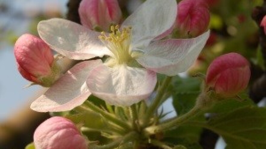 Kalifornijska štitasta uš