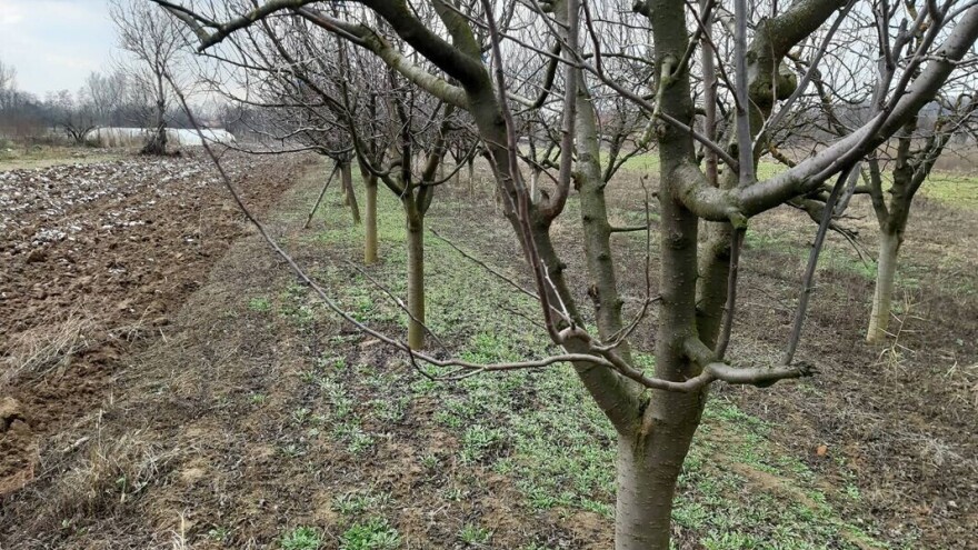 Oprezno - lepo vreme donosi mnoge štetočine