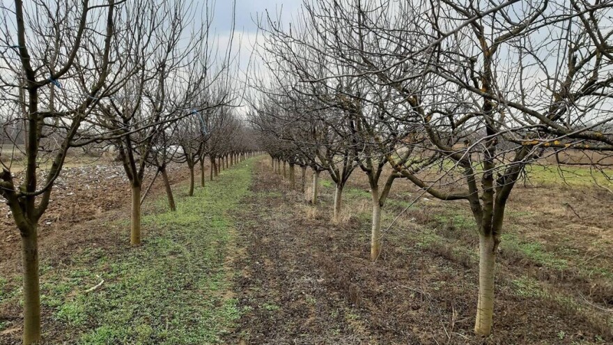 Nedostatak padavina nije dobar za voće