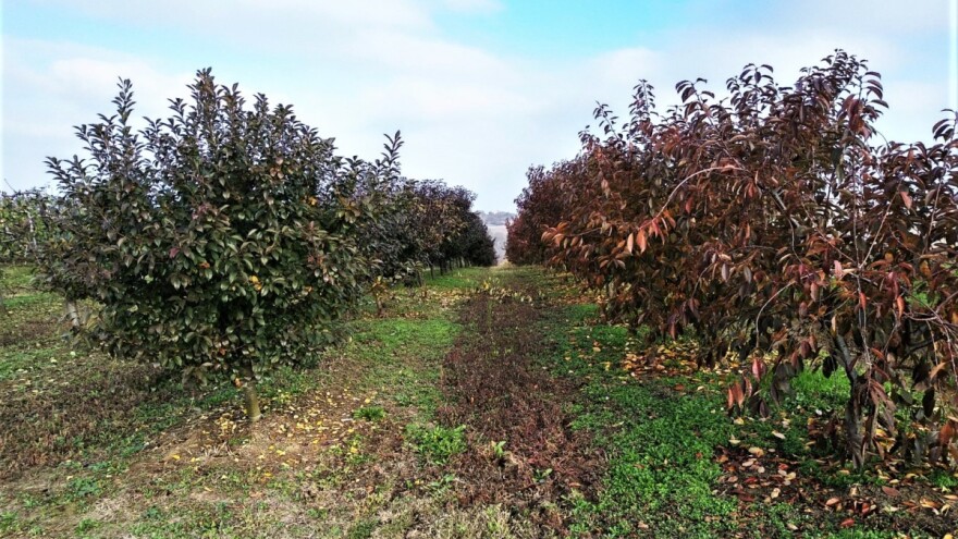 Zašto je jesenje čišćenje i zaštitu voćnjaka važno početi na vreme?
