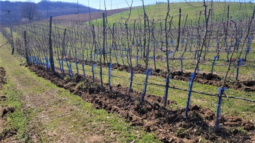 Zaštita voćaka: Ne ostavljati stajnjak uz tek posađena stabla
