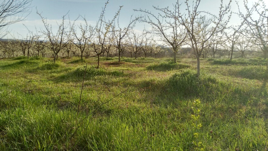 Šta sve utiče na kretanje vegetacije kod voća?