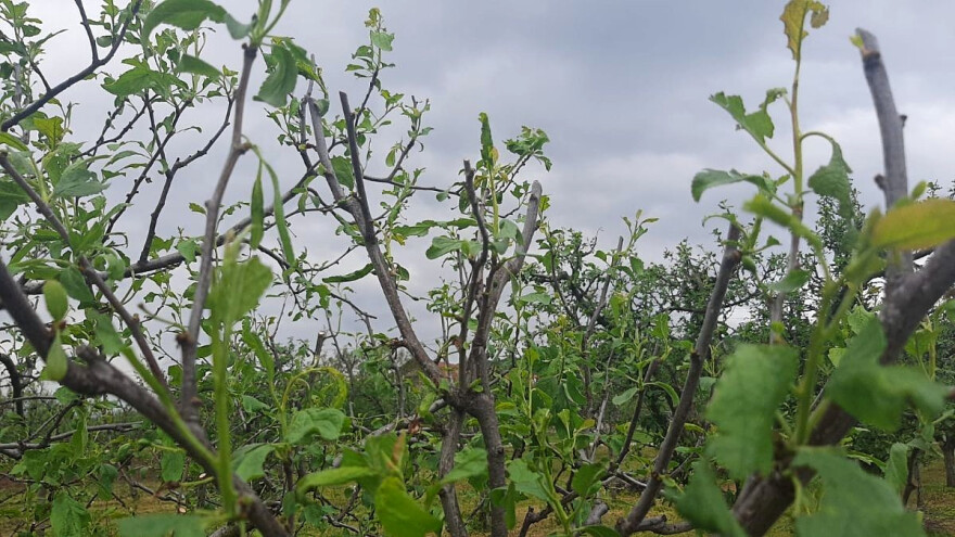 Nakon grada, voćnjaku preti ervinija i monilija - šta činiti?