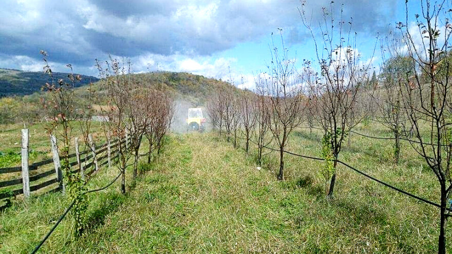 Kako u jesen tretirati koštičavo voće?