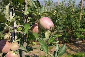 Promocija potrošnje voća među najmlađima