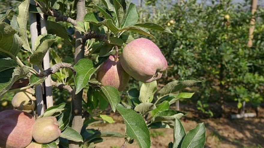 Promocija potrošnje voća među najmlađima