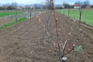Kako izračunati broj voćki po hektaru za sadnju?