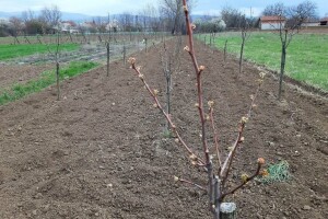 Kako izračunati broj voćki po hektaru za sadnju?