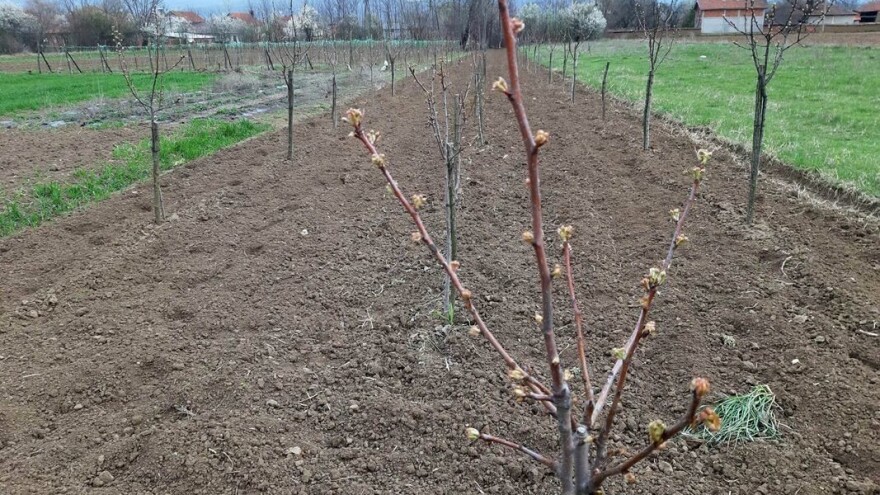 Kako izračunati broj voćki po hektaru za sadnju?