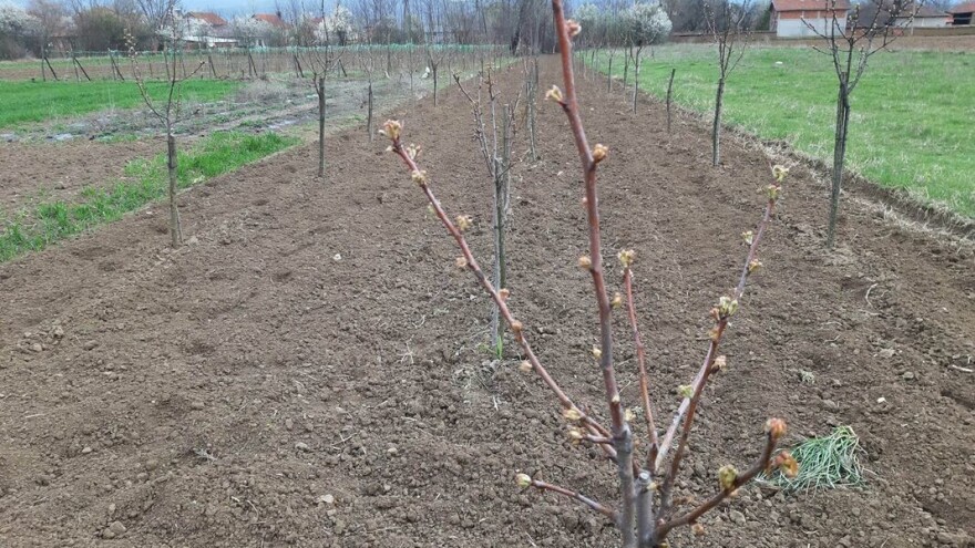 Početkom februara zahlađenje - glodari ne posustaju