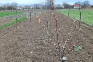 Kako izračunati broj voćki po hektaru za sadnju?