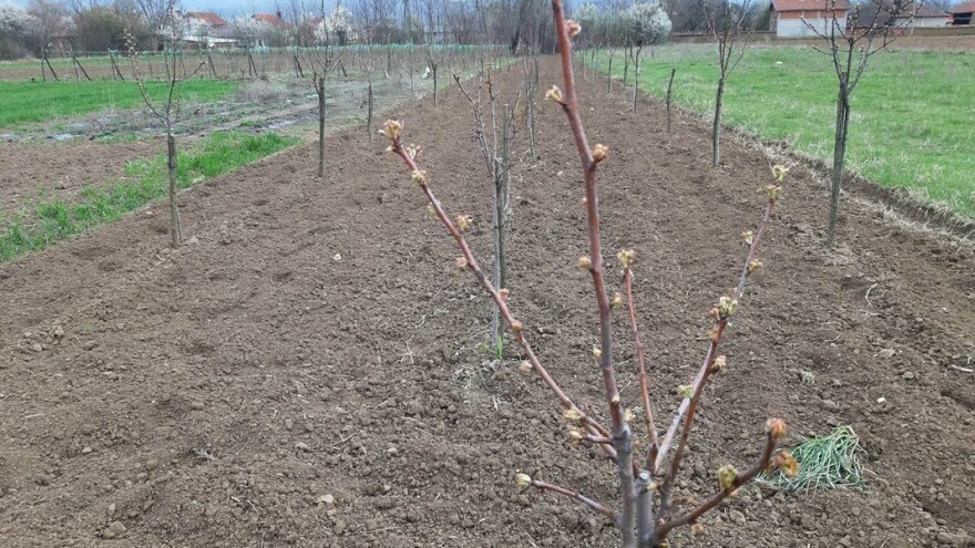 Kako izračunati broj voćki po hektaru za sadnju?