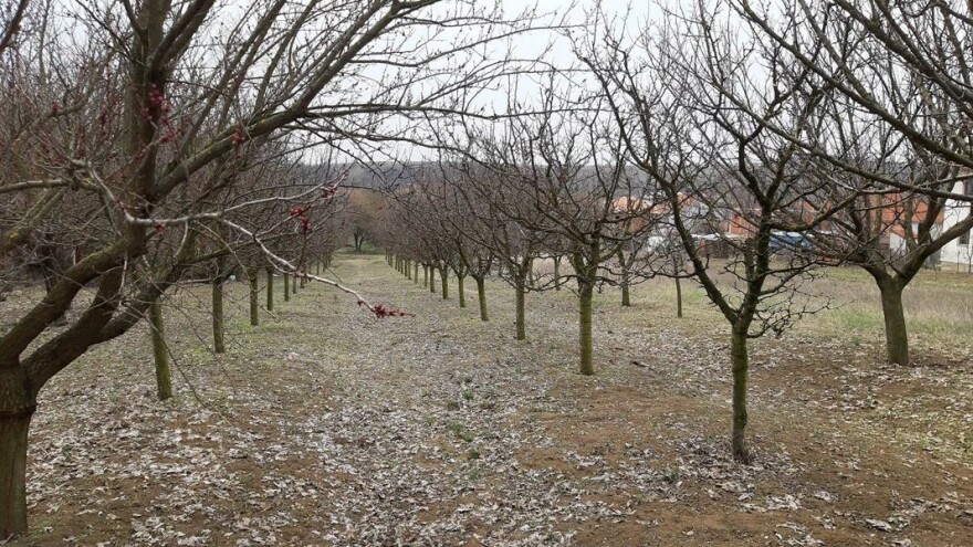 Pregledom voćaka otkriti prisustvo prezimljujićih oblika štetočina