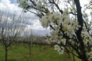 Nacrt natječaja: 200 milijuna kuna za podizanje novih ili restrukturiranje višegodišnjih nasada