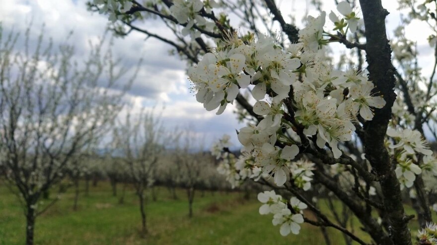 Nacrt natječaja: 200 milijuna kuna za podizanje novih ili restrukturiranje višegodišnjih nasada