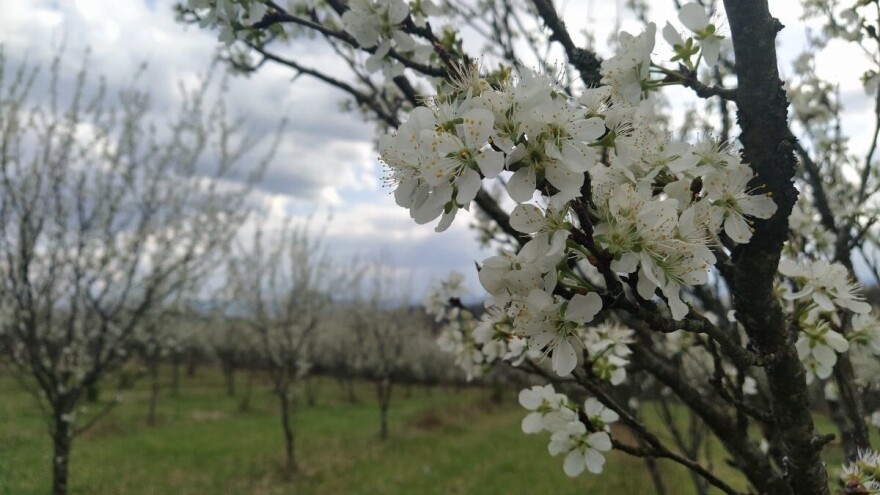 U javnom savjetovanju program potpora u voćarstvu i ratarstvu