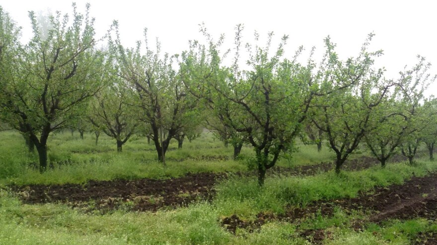 Koliki je vek trajanja voćaka?