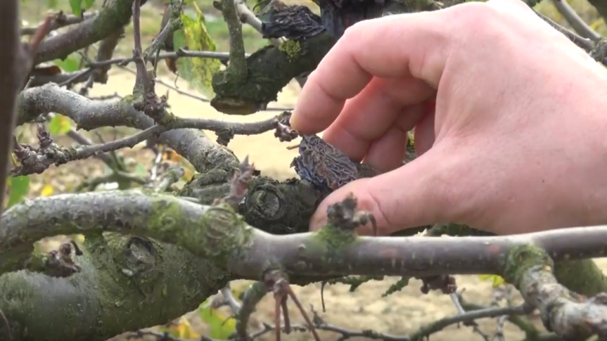 Jesenski radovi u voćnjaku: Preporučljivo je odstranjivanje mumija i prorahljivanje tla