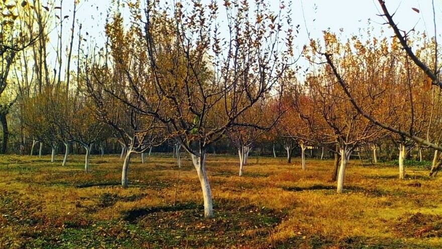 Zasadima voća potrebno navodnjavanje, a uslovi za prihranu su idealni