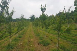 Voću smeta puno hlora, šta proizvođači mogu učiniti?