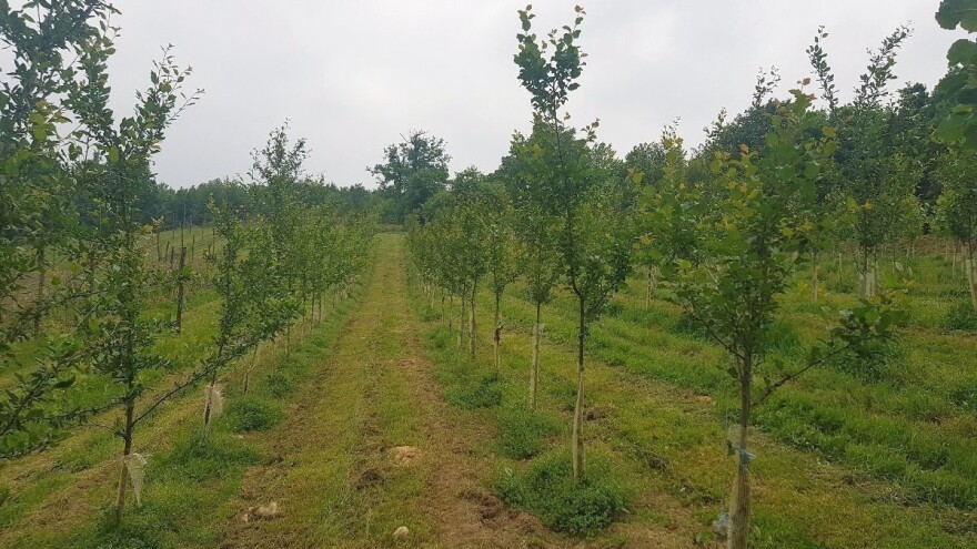 Voću smeta puno hlora, šta proizvođači mogu učiniti?