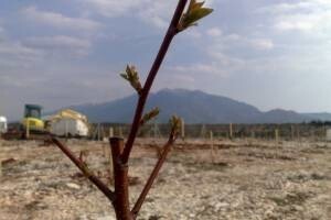 Eko-voćnjak Terra marascae u Šestanovcu