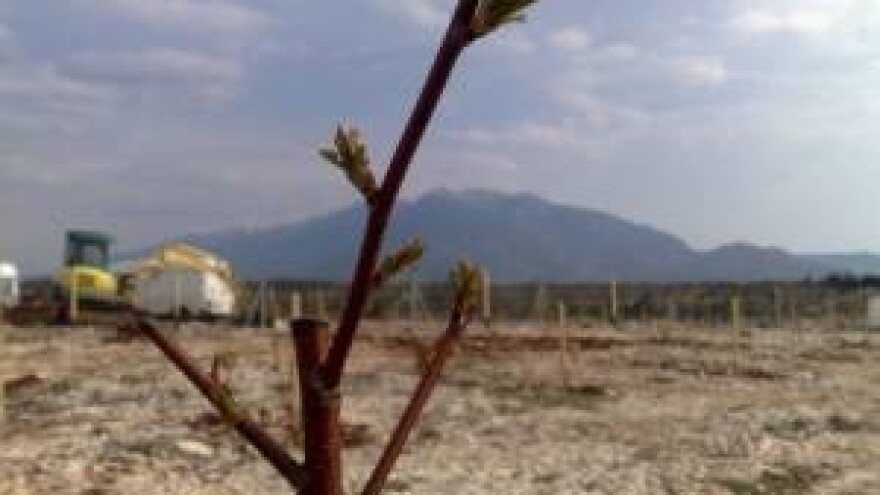 Eko-voćnjak Terra marascae u Šestanovcu