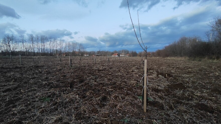 IPARD III: Podnošenje zahteva za investicije u fizičku imovinu u voćarstvu