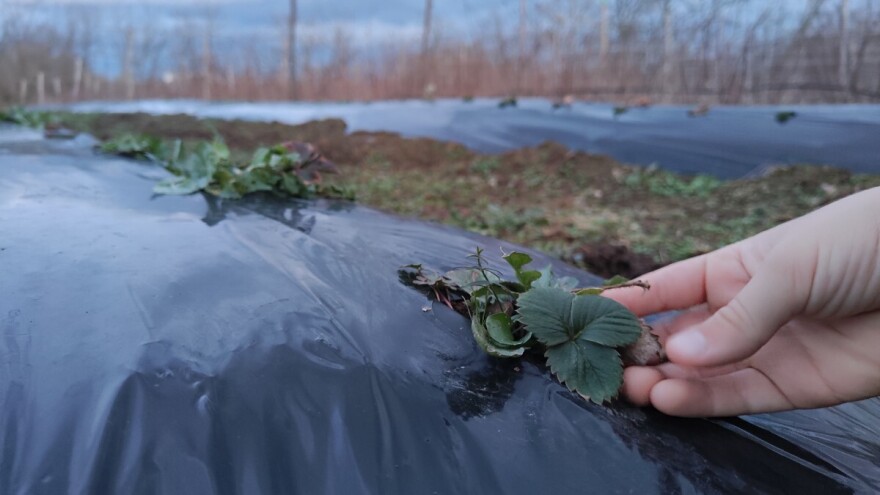 Ministarstvo poljoprivrede sada subvencioniše i uzgoj jagoda, daje i više novca?