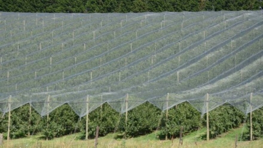 Za podizanje nasada jabuka i strojeve 750 tisuća kuna