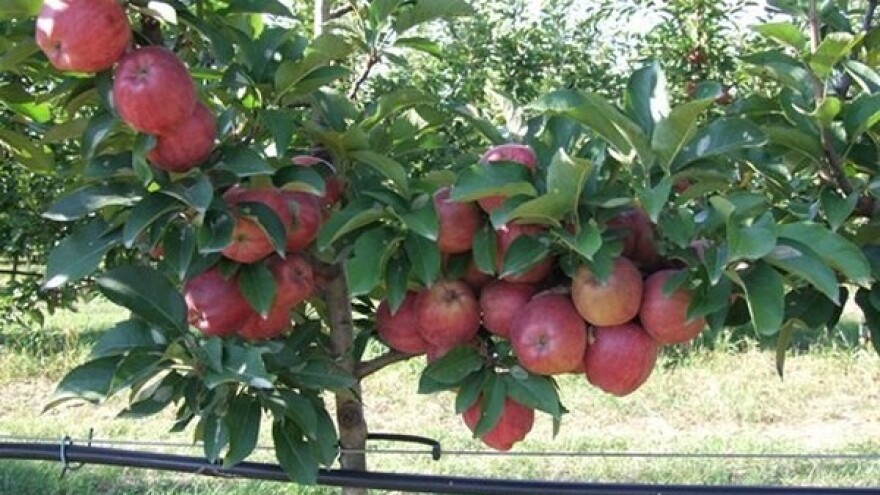 Organski voćnjak - ostvarena ljubav iz detinjstva