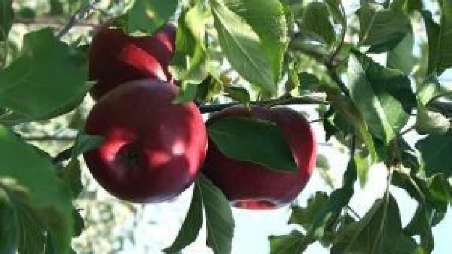 2,2 mil. kn iz IPARD-a za podizanje voćnjaka