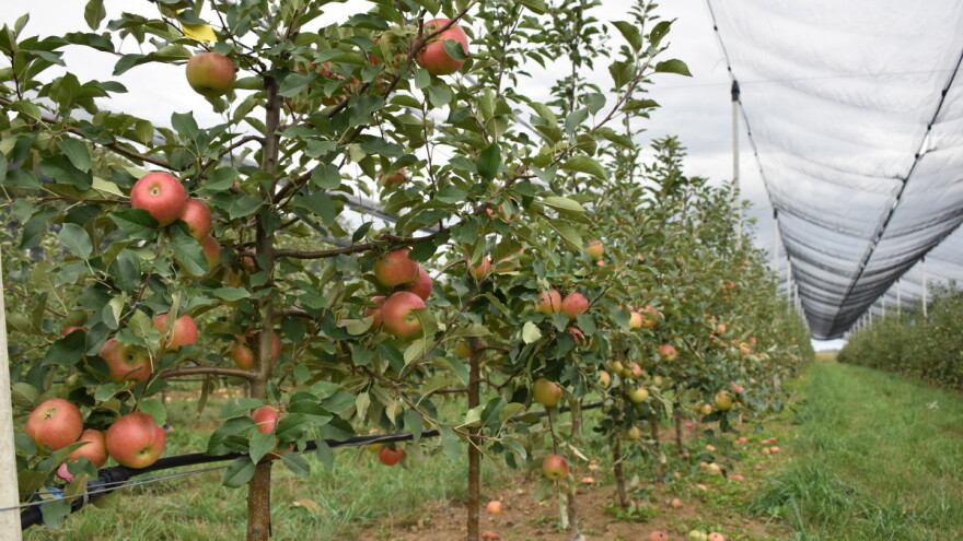 Rod jabuke manji do 25 odsto, cena 30 do 35 dinara za prvu klasu?