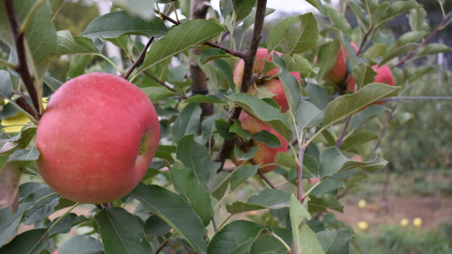 Upotreba feromona u cilju smanjenja broja tretmana u voćnjacima