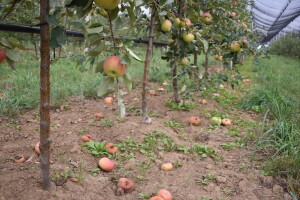 Objavljene izmjene natječaja iz mjera 3 i 9 Programa ruralnog razvoja