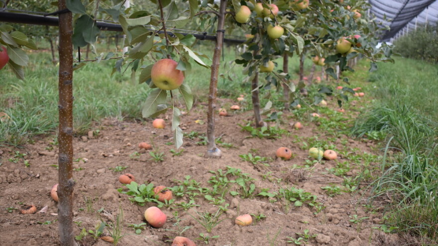 Objavljene izmjene natječaja iz mjera 3 i 9 Programa ruralnog razvoja