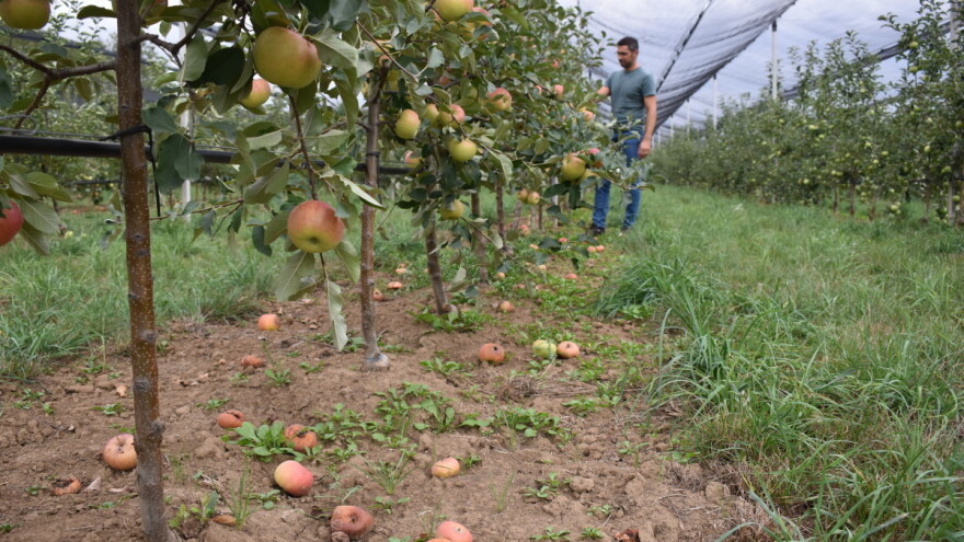 Koja mikrobiološka đubriva možemo da koristimo u voćarstvu?