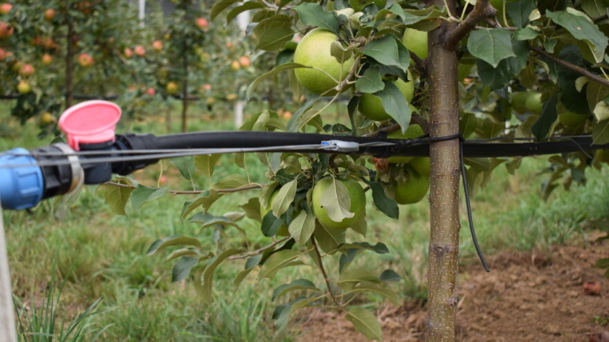 Evidentan je pad proizvodnje, kako osigurati opstanak hrvatskog voćarstva?