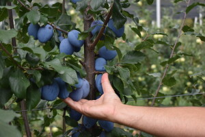 Voćarima 5,35 milijuna eura pomoći - što sve donosi novi Program potpore?