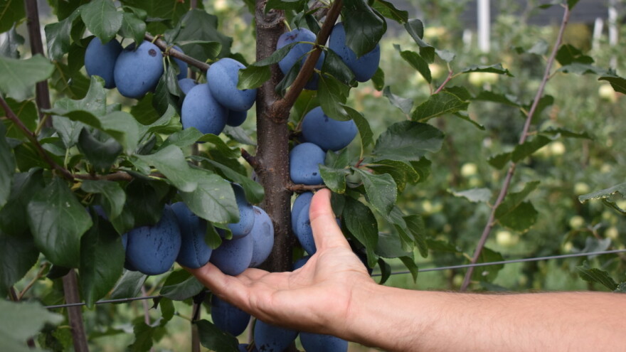 Voćarima 5,35 milijuna eura pomoći - što sve donosi novi Program potpore?