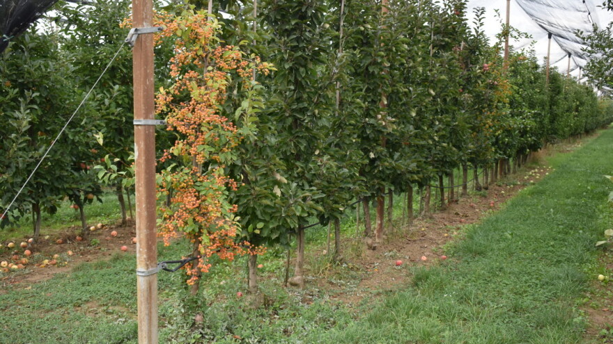 Vlažnost tla trenutno je povoljna, ali zaliha nema dovoljno