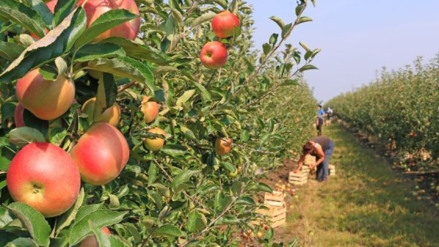 Rekordan rod jabuka!