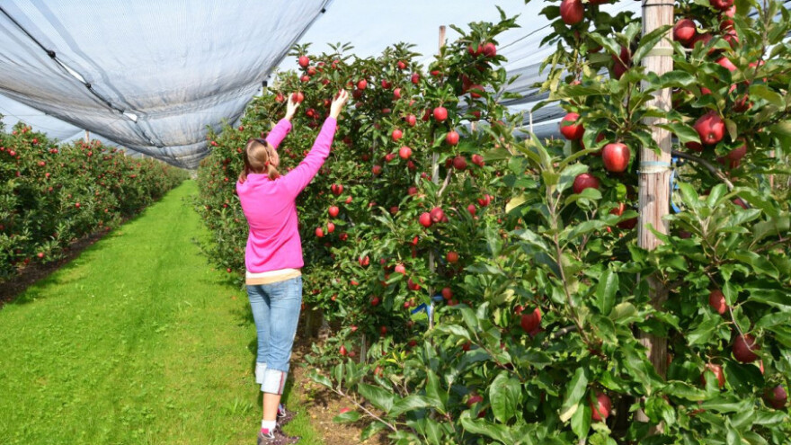 Zimsko prskanje u ekološkoj proizvodnji