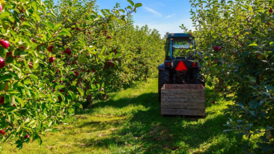 Pregledajte zdravstveno stanje jabuka prije berbe!