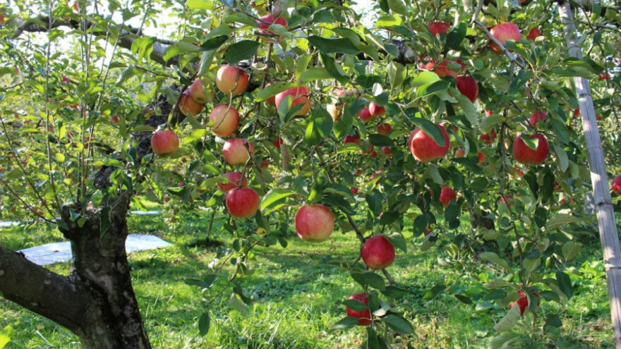Kako pravilno podići višegodišnje nasade?