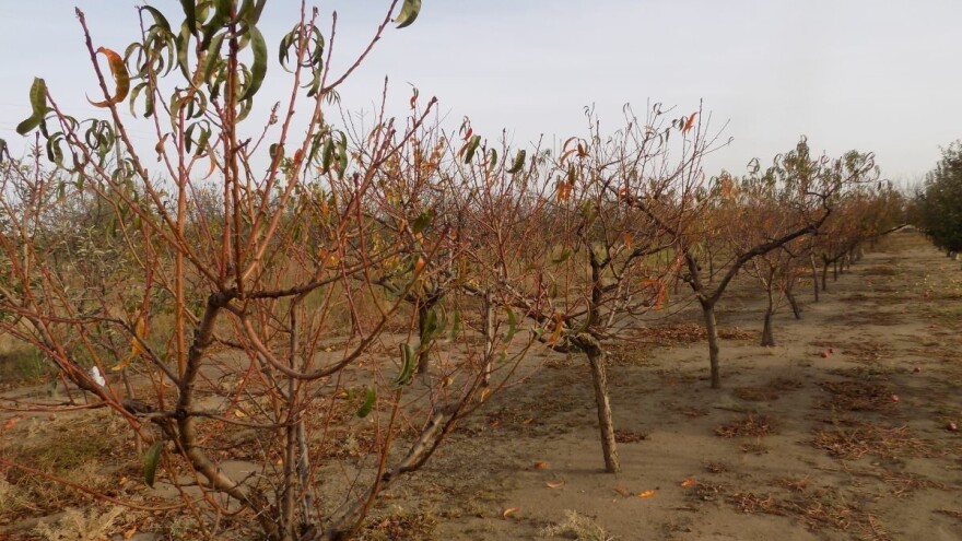 Jesenje đubrenje važna mera kod uzgoja drvenastih voćaka