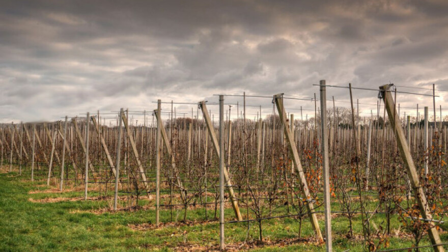 Mraz nakon toplih dana može ugroziti voćke