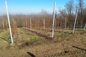 Posle kišnog vikenda, sledi porast temperatura - zaštitite jabučasto voće