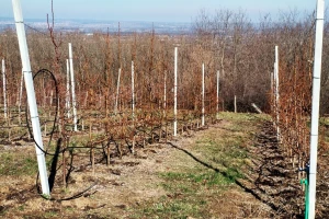 Zašto je upotreba ulja važna kod zimskog tretmana voćnjaka?